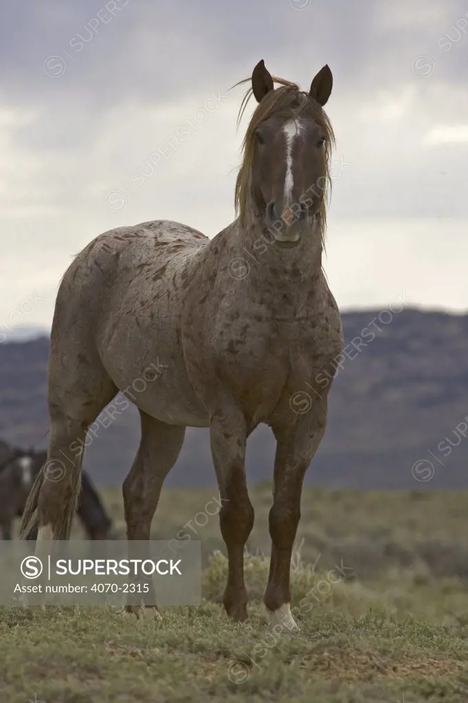 Mustang / Wild horse - red roan stallion, Wyoming, USA. Adobe Town HMA