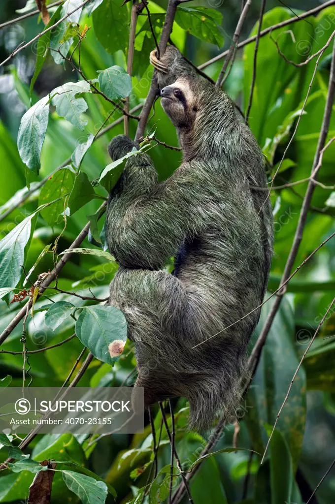 Three toed / Brown throated sloth Bradypus variegatus} Manuel Antonio NP, Costa Rica.