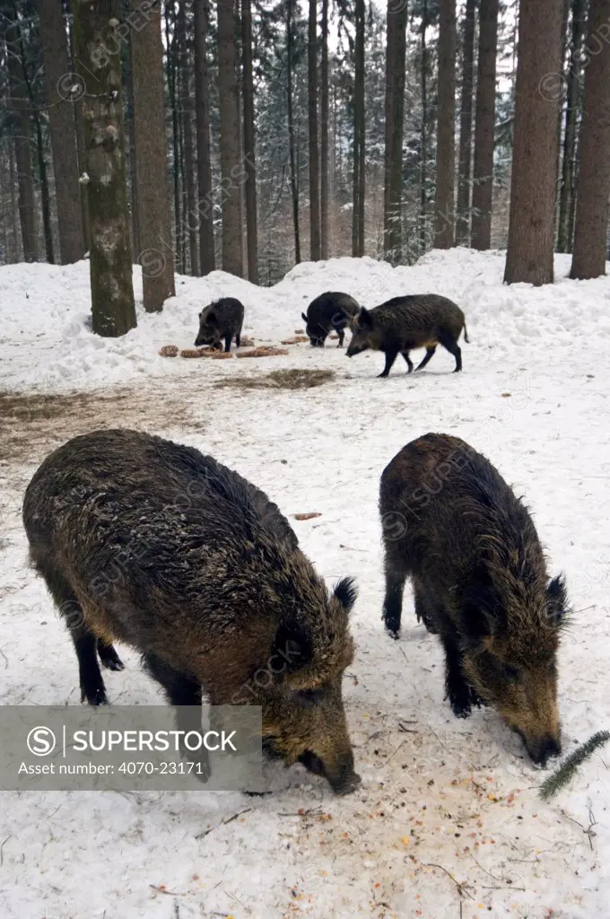 Wild boars Sus scrofa} feeding at artificial feeding station Bavarian Forest, Germany.