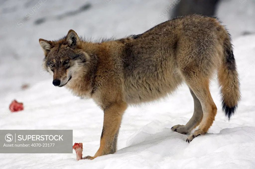 Grey Wolf Canis lupus} with bone in the snow, captive, Bavarian Forest, Germany.