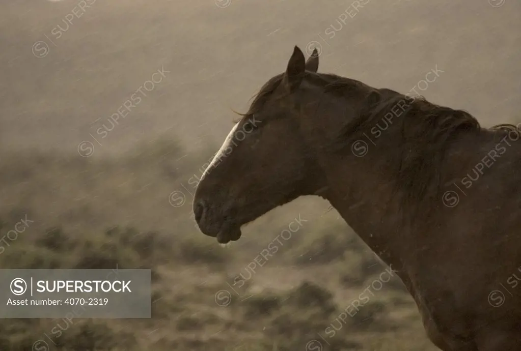 Mustang / Wild horse - stallion standing in rain storm, Wyoming, USA. Adobe Town HMA 