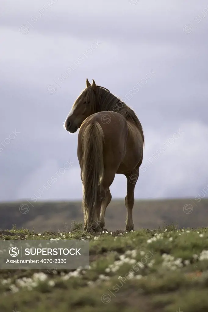 Mustang / Wild horse - Old Stallion looking over his shoulder, Wyoming, USA. Adobe 
