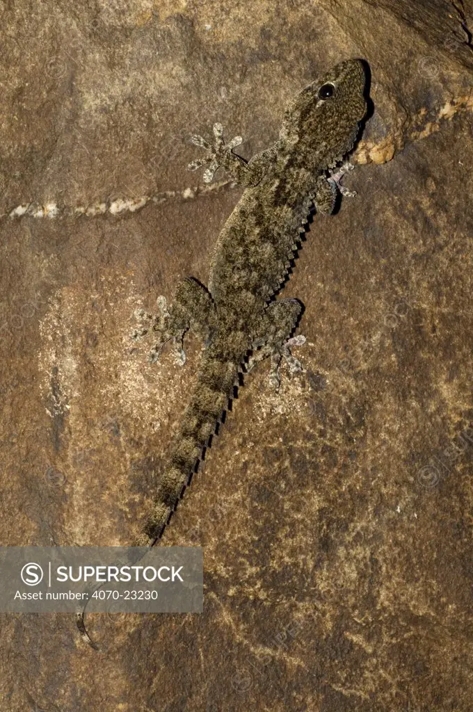 Moorish gecko Tarentola mauritanica} Extremadura, Spain.