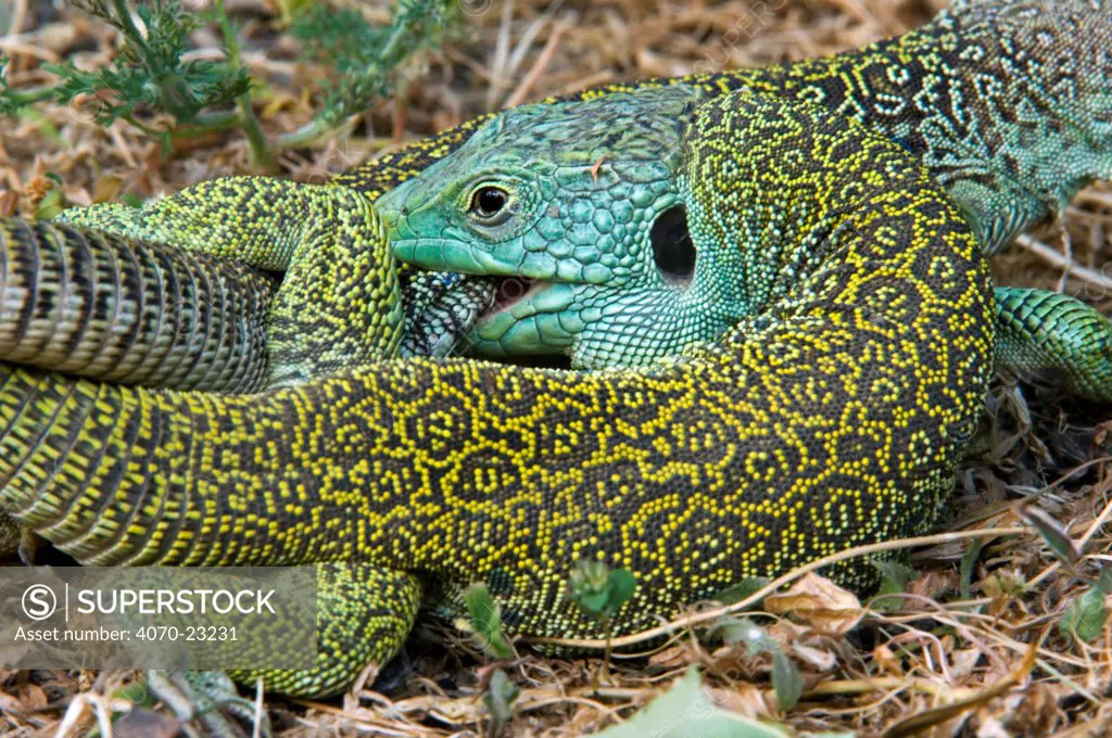 Ocellated lizards Lacerta lepida} mating, with ear hole 'tympanum' visible, Extremadura, Spain.