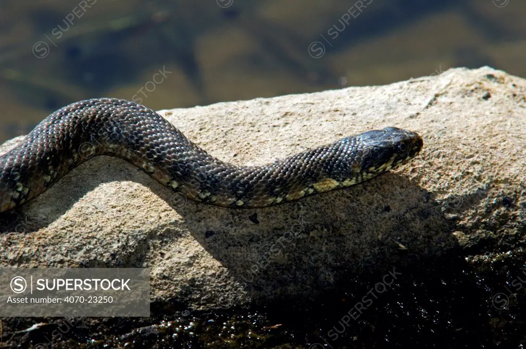 Viperine snake Natrix maura} on rock at river edge, Extremadura, Spain.