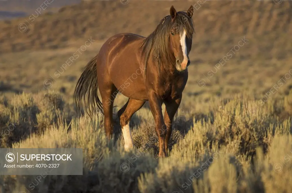 Mustang / Wild horse - chestnut stallion walking, Wyoming, USA. Adobe Town HMA 