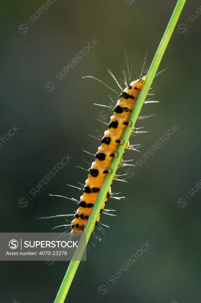 Cinnabar Moth caterpillar Tyria jacobaeae} climbing up Hoary Ragwort, Belgium