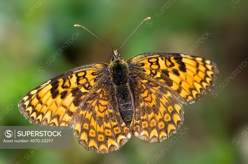 Glanville Fritillary butterfly Melitaea cinxia} Gran Paradiso NP, Alps, Italy