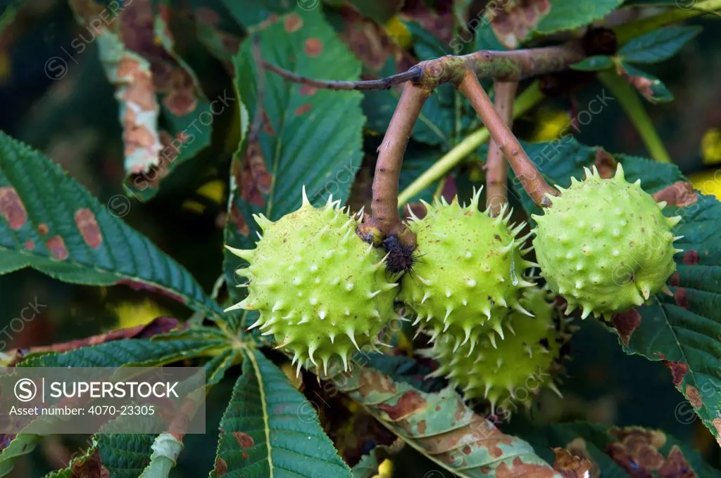 Unripe seeds on Horse chestnut tree Aesculus hippocastanum} La Brenne, France