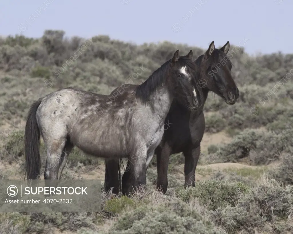 Mustang / Wild horse yearlings - black filly, grey colt, Wyoming, USA. Adobe Town 