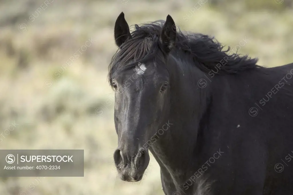 Mustang / Wild horse black stallion portrait, Wyoming, USA. Adobe Town HMA