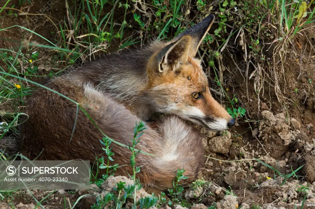 Red fox Vulpes vulpes} infested with ticks curled up at riverbank, Spain