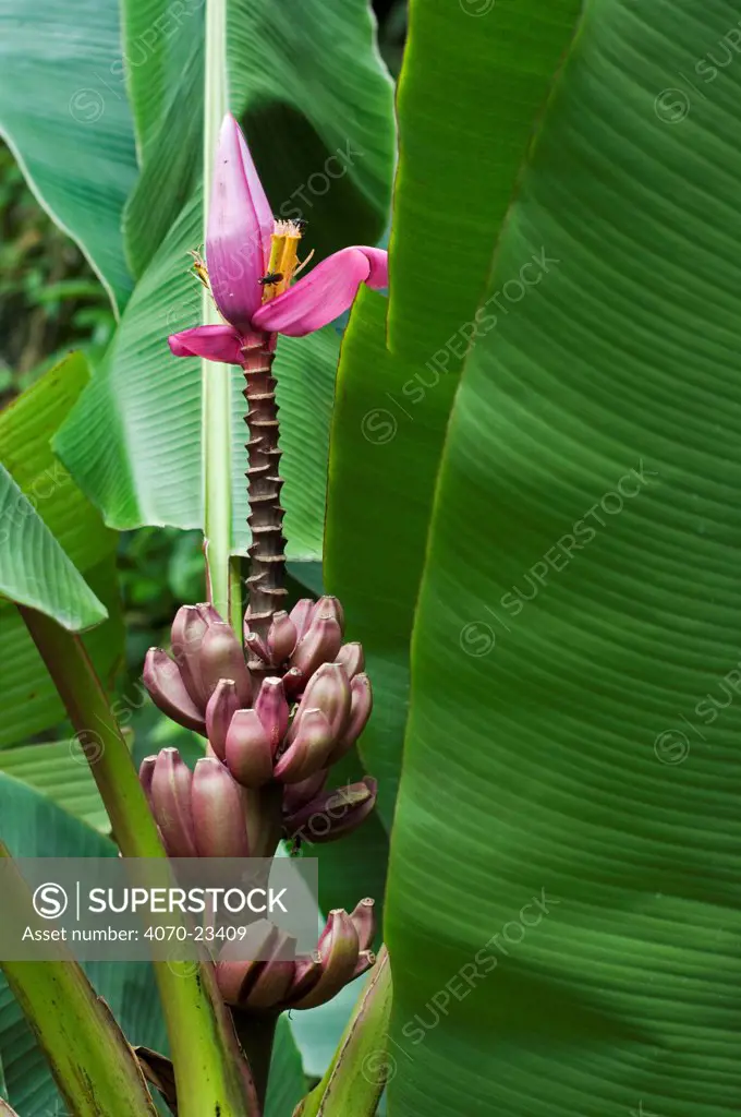 Banana Tree (musa velutina) with flowers and fruit, Costa Rica