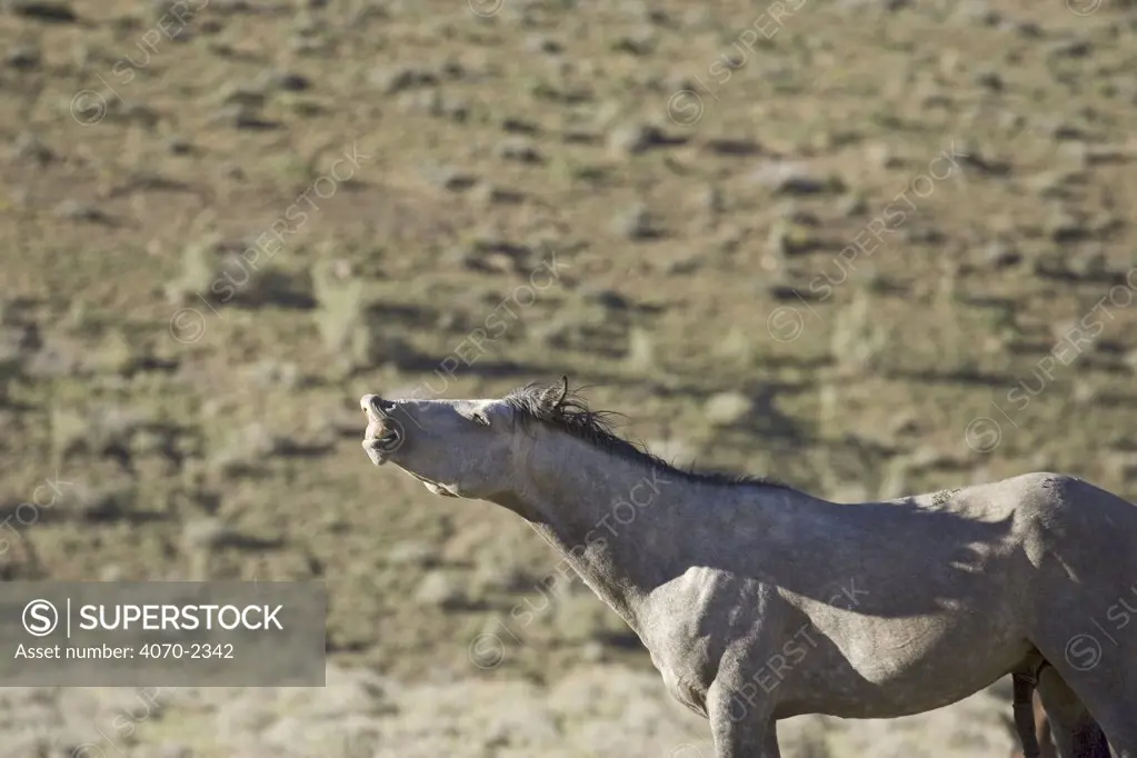Mustang / Wild horse, grey stallion flehmen response, Colorado, USA. Spring Creek HMA 