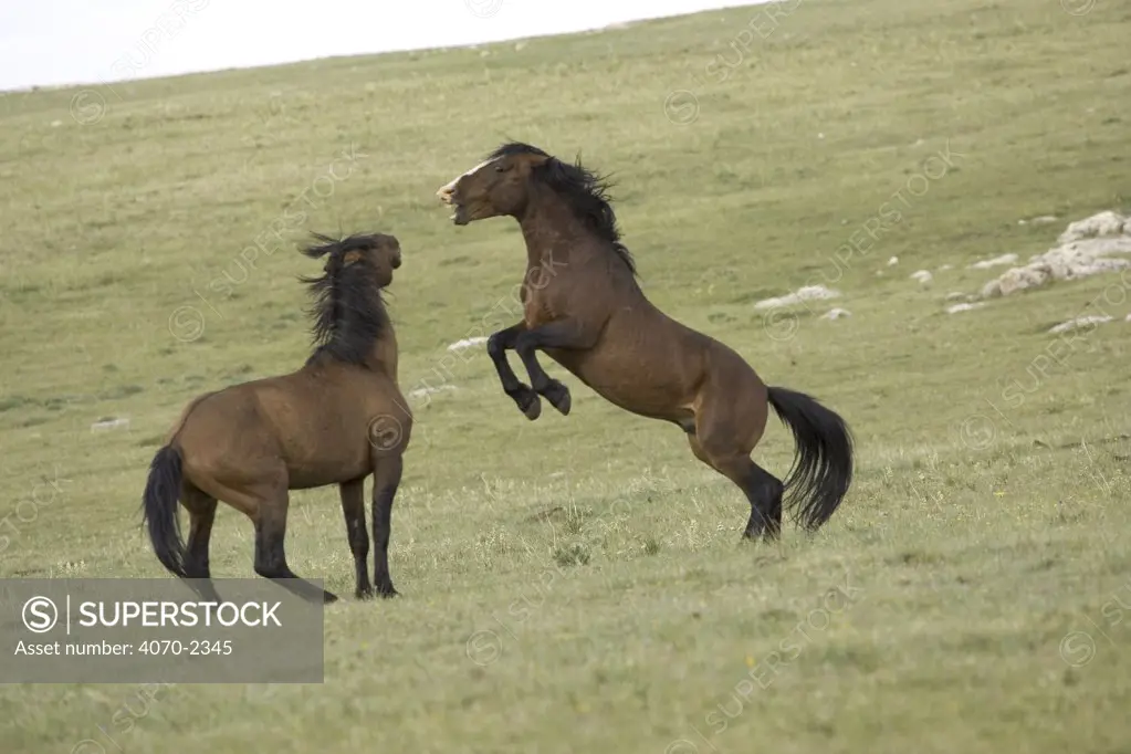 Mustang / Wild horse, two stallions fighting, Montana, USA. Pryor mountains HMA