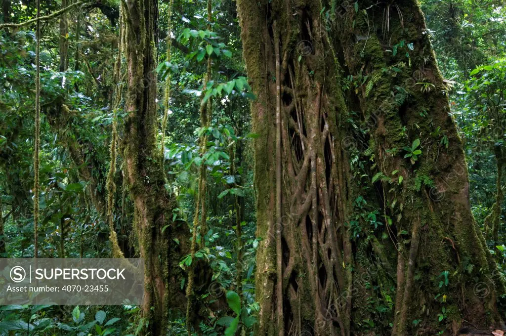 Strangler fig roots (Ficus sp), Carara NP, Costa Rica