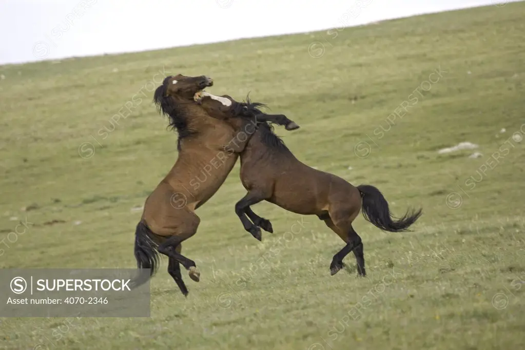 Mustang / Wild horse, two stallions fighting, Montana, USA. Pryor mountains HMA