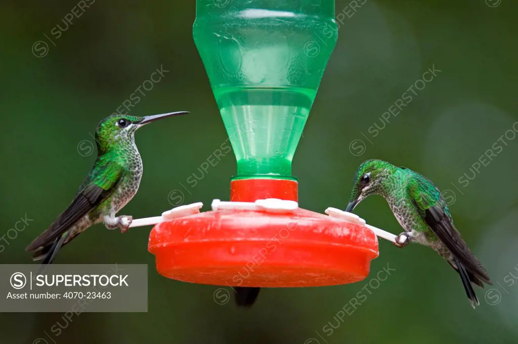 Green Crowned Brilliants feeding from hummingbird feeder (Heliodoxa jacula), Monteverde, Costa Rica