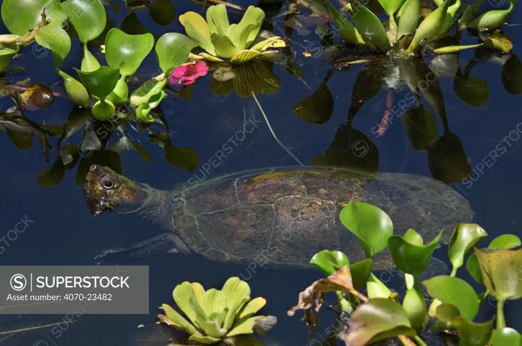 Madagascan big-headed turtle (Erymnochelys madagascariensis) submerged in water, captive, from Madagascar
