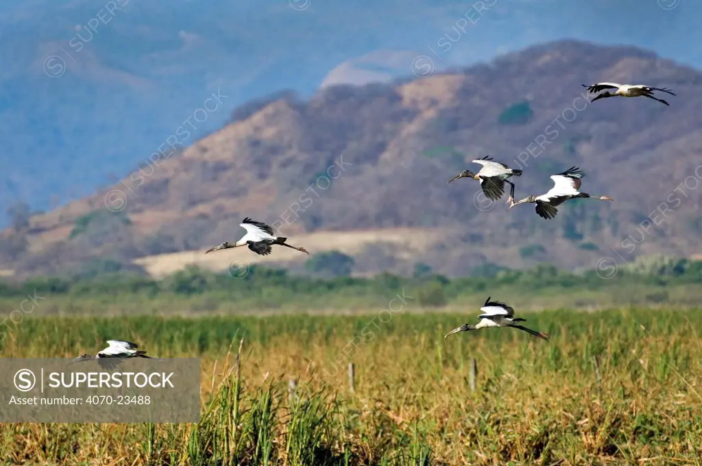 American wood ibis / storks (Mycteria americana) flying, Palo Verde NP, Costa Rica