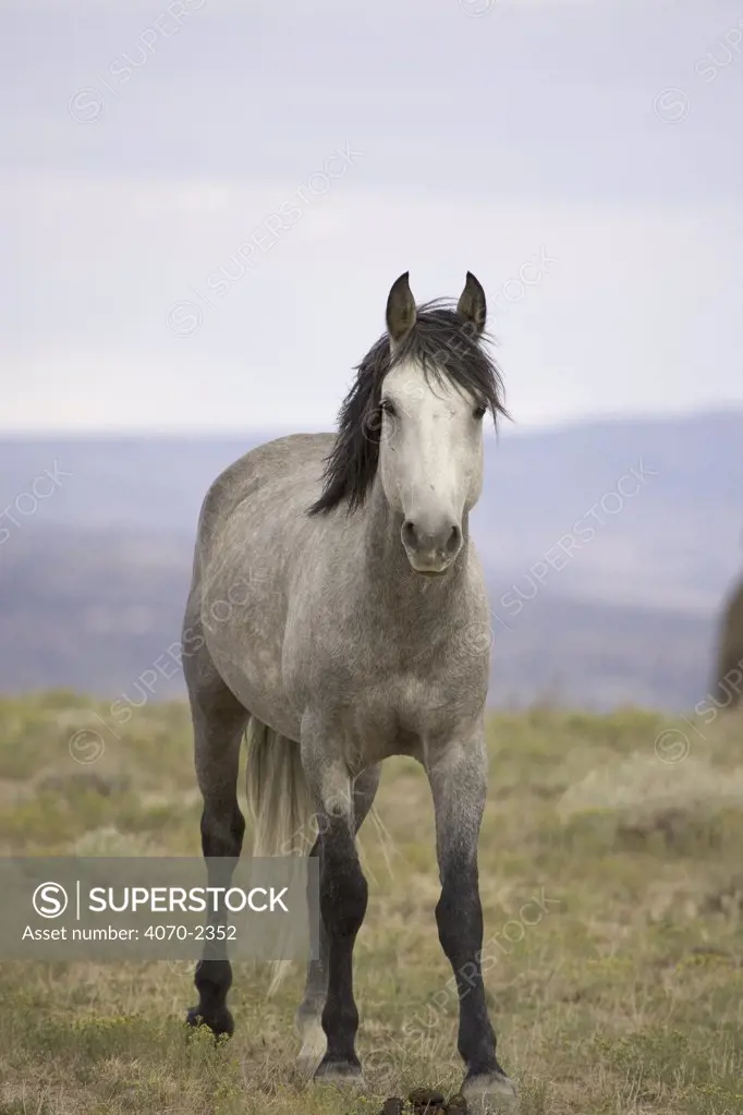 Mustang / Wild horse, grey stallion portrait, Colorado, USA. Spring Creek HMA