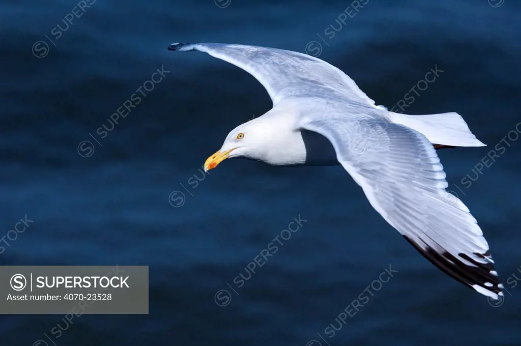 Herring gull (Larus argentatus) in flight above the sea, Texel, Netherlands