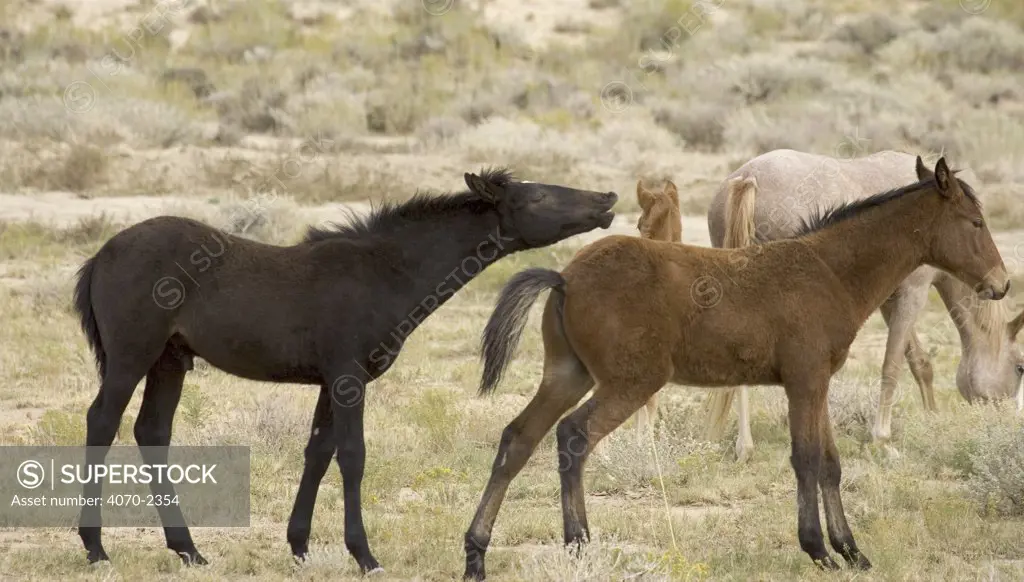Mustang / Wild horse, black colt flehmen response at bay colt urinating, Colorado, USA. 
