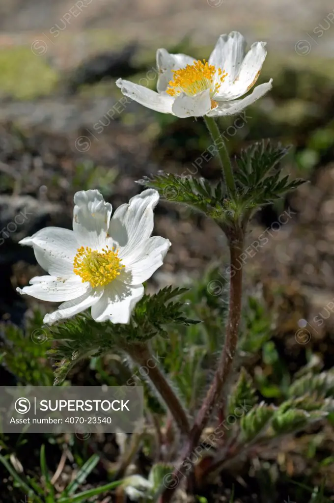 Alpine pasqueflower (Pulsatilla alpina), Alps, France