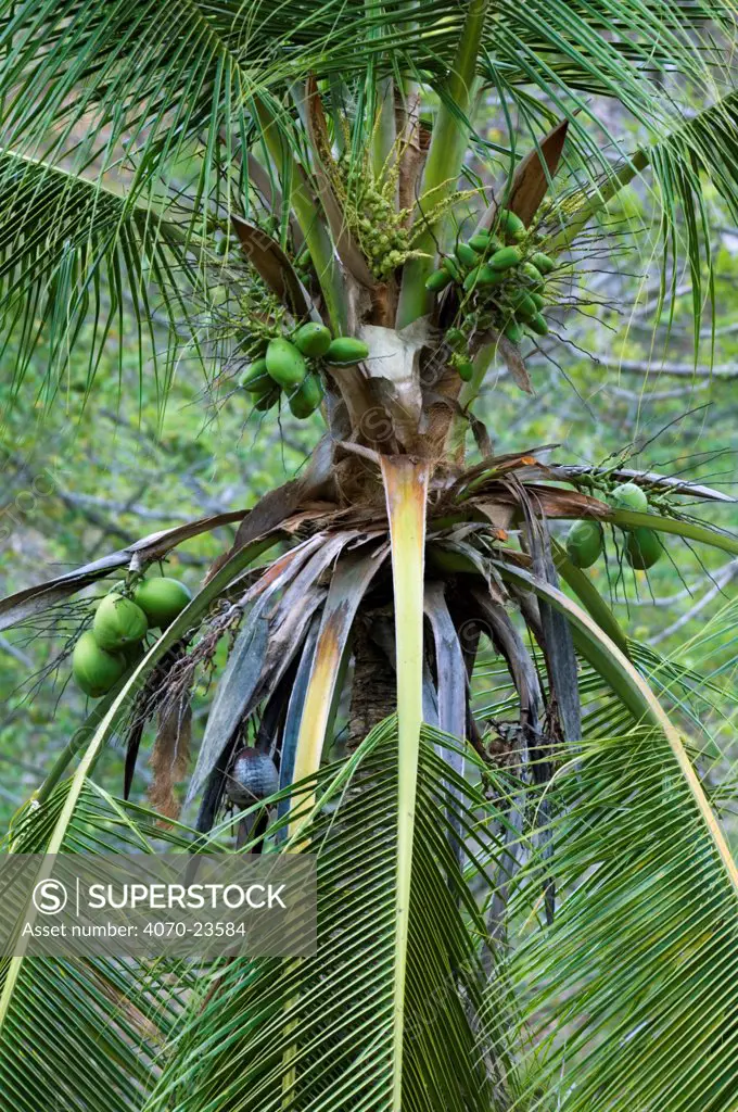 Coconuts on Coconut palm tree Cocos nucifera}, Manuel Antonio NP, Costa Rica