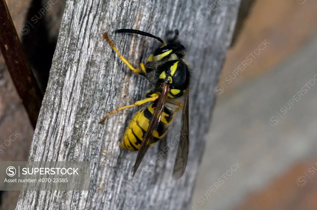 Common wasp Vespula vulgaris} scraping wood for nest, Belgium