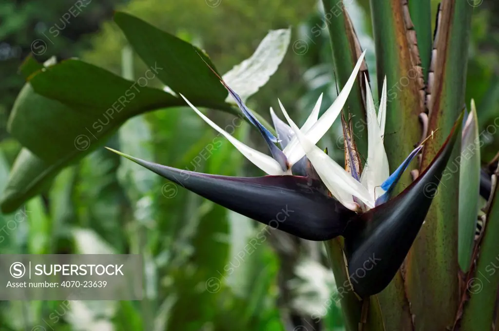 White Bird of Paradise flower (Strelitzia nicolai), botanical garden, Costa Rica, naturally occurs in South Africa