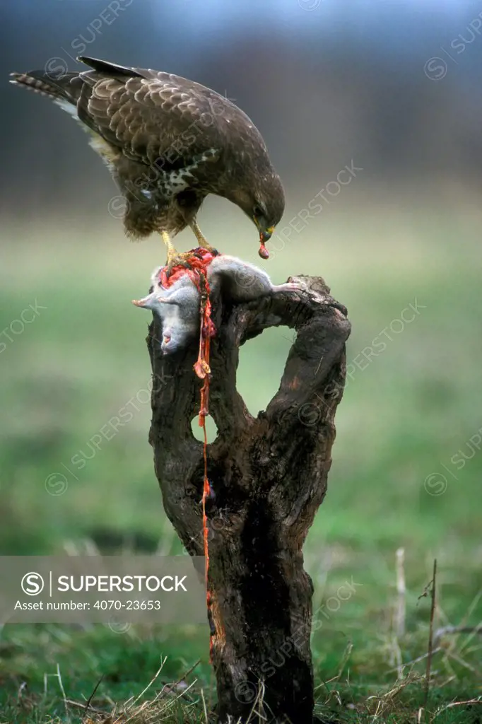 Common buzzard Buteo buteo} eating rat, Belgium