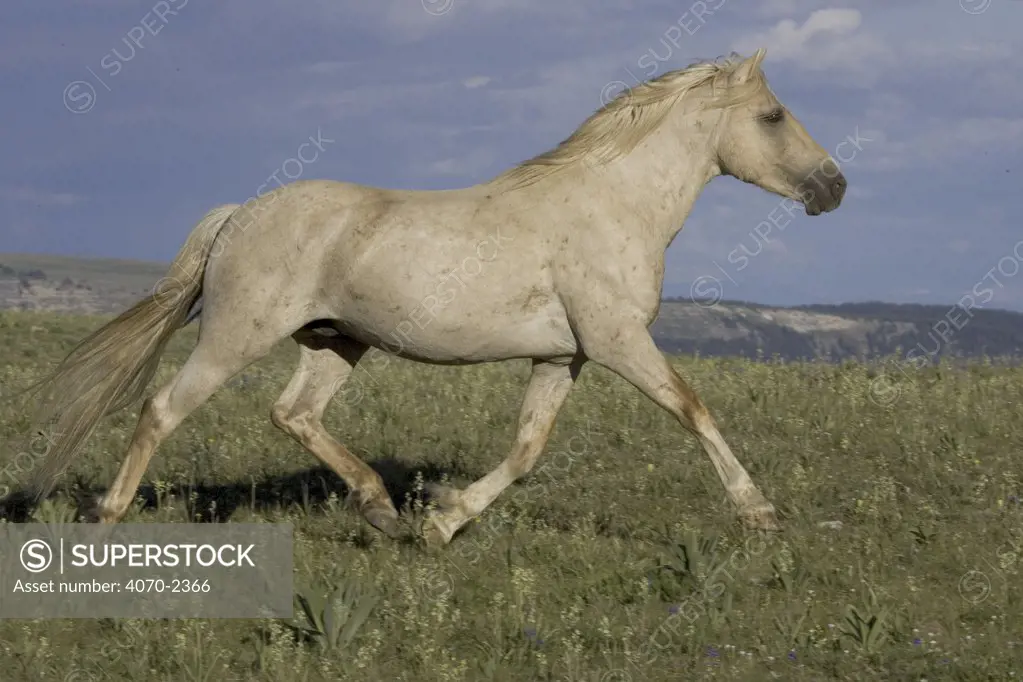 Mustang / Wild horse palamino stallion trotting, Montana, USA. Pryor mountains HM 