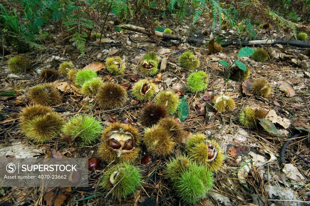 Spiny cupules containing nuts of Sweet chestnut Castanea sativa} lying on forest floor, Belgium