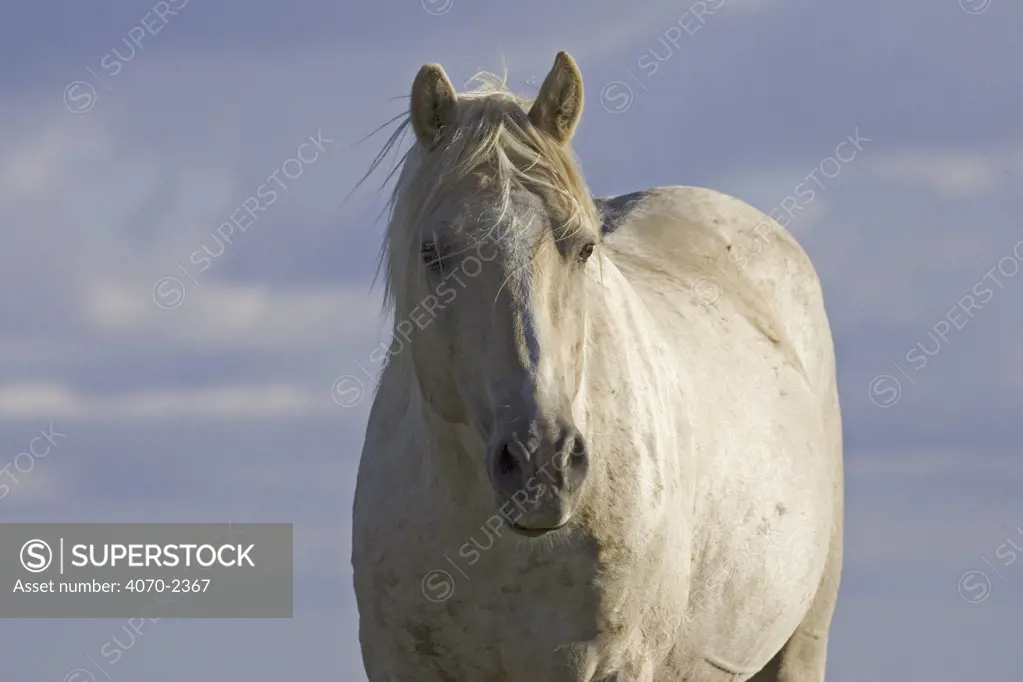 Mustang / Wild horse palamino stallion portrait, Montana, USA. Pryor mountains HM 