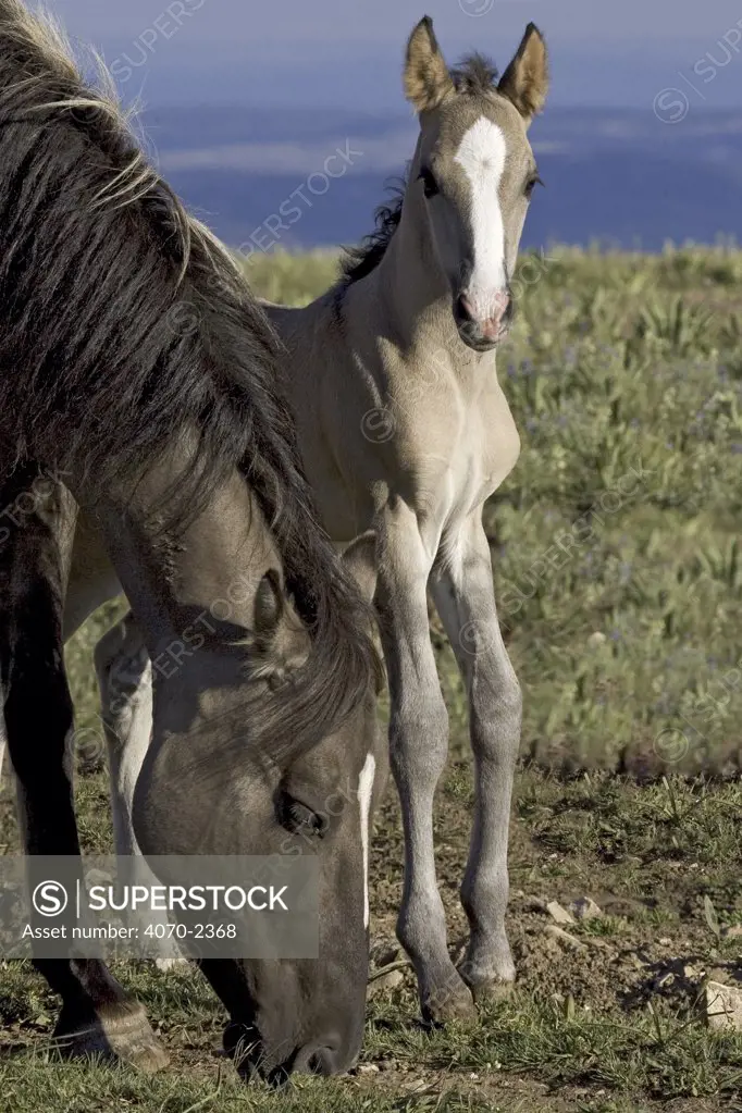 Mustang / Wild horse mare with colt, Montana, USA. Pryor mountains HMA