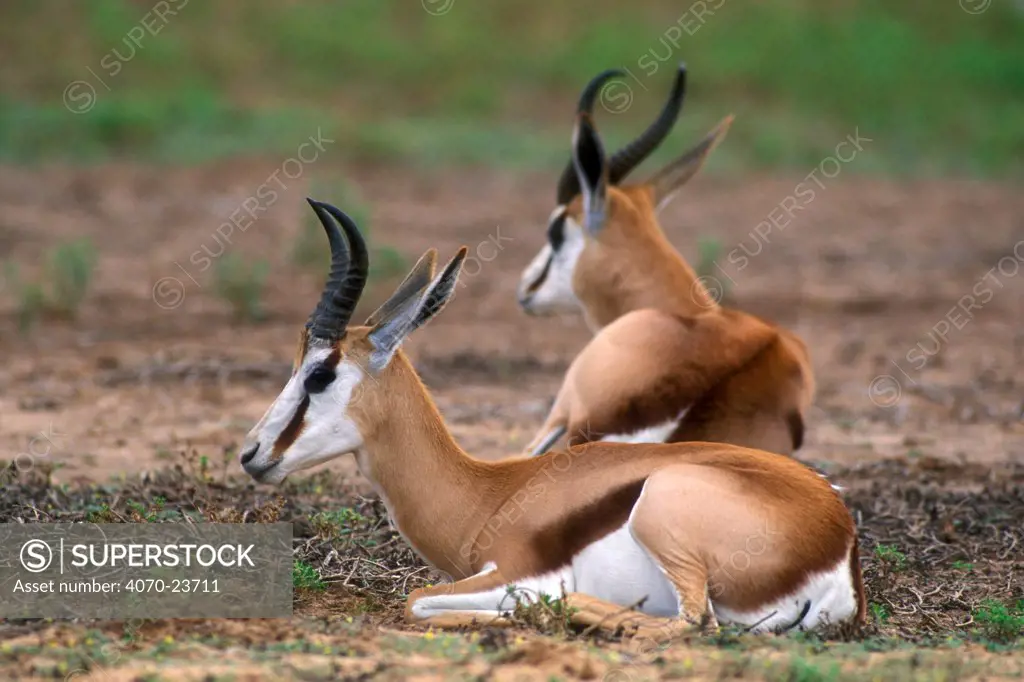 Springbok Antidorcas marsupialis} portrait, Kalahari desert, Kgalagadi Transfrontier Park, South Africa