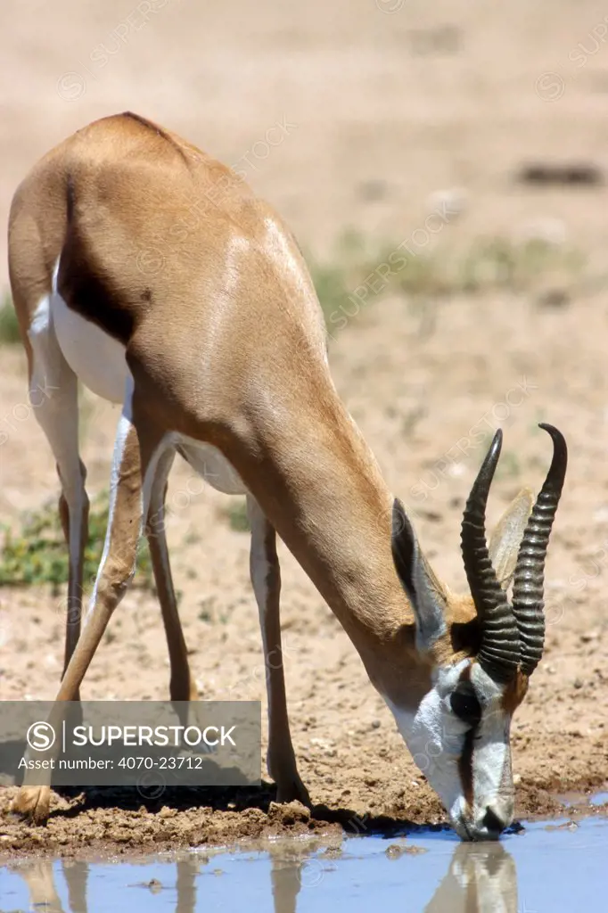 Springbok Antidorcas marsupialis} drinking at waterhole, Kalahari desert, Kgalagadi Transfrontier Park, South Africa