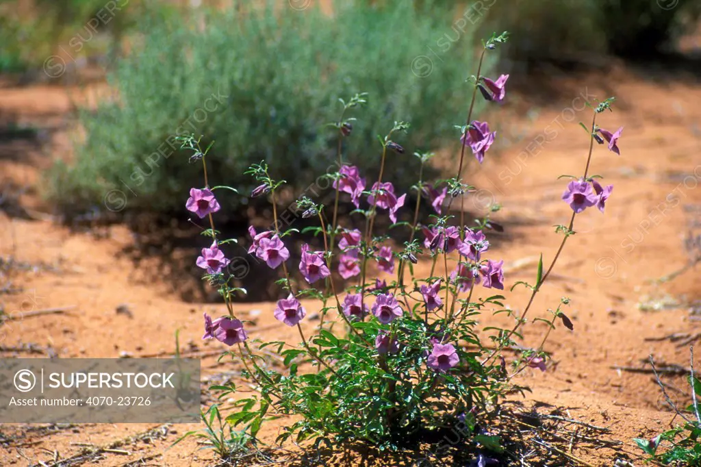 Thunderbolt / Wild Sesame (Sesamum triphyllum) flowers, Kalahari desert, Kgalagadi Transfrontier Park, South Africa