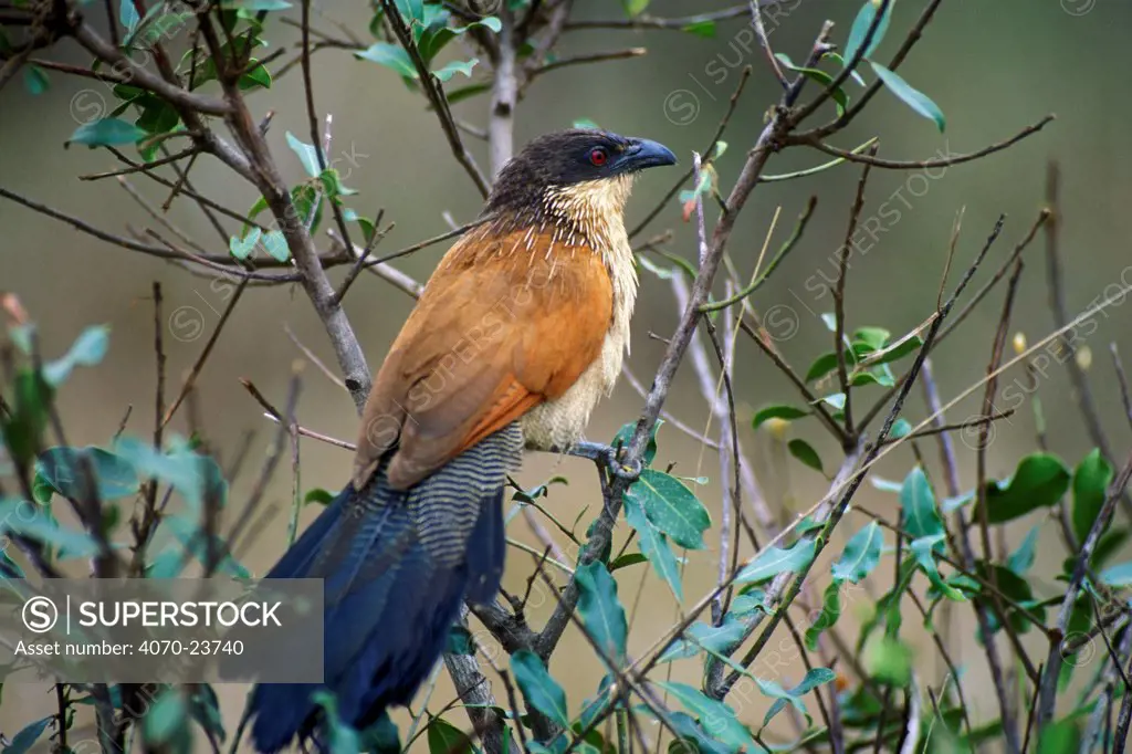Burchell's Coucal (Centropus burchellii) perched on a branch, Kruger NP, South Africa