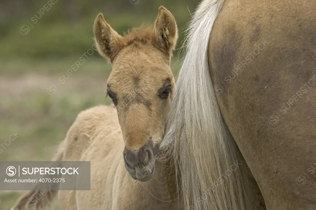 Mustang / Wild horse filly chewing on young stallion's tail, Montana, USA. Pryor