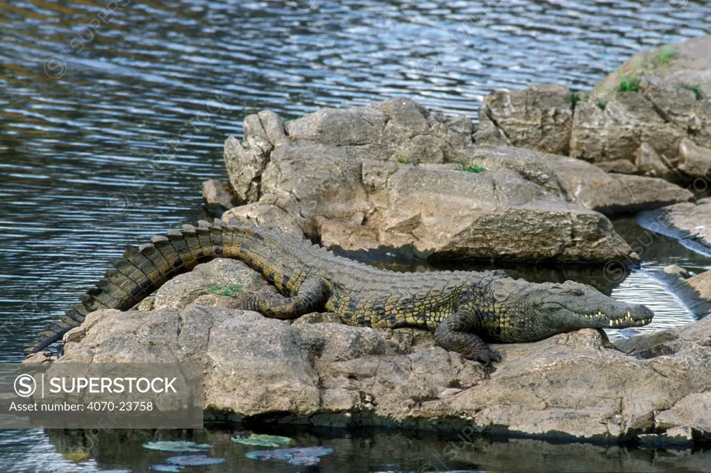 Nile Crocodile Crocodylus Niloticus} sunning on rock, Kruger NP, South Africa