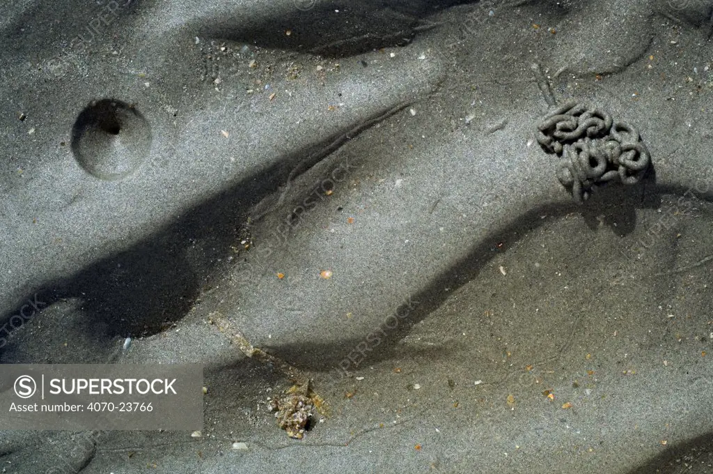 European Lugworm Arenicola marina} burrow showing the characteristic depression at the head end (blow hole) and a cast of defaecated sediment at the tail end, North Sea, Belgium