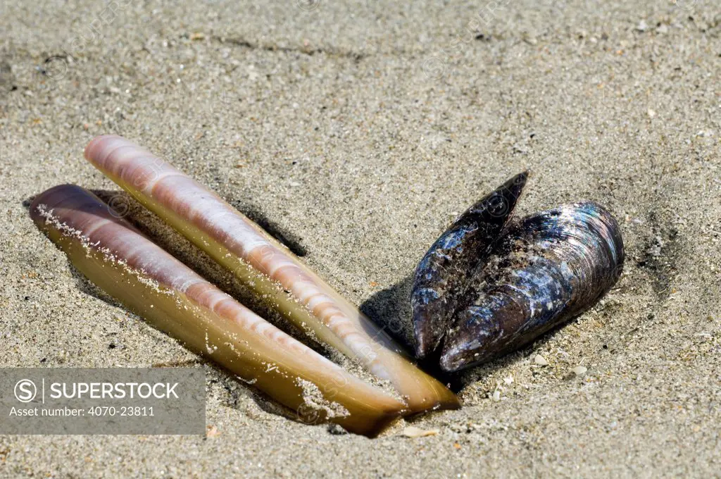 Razor Shell (Ensis Siliqua) and Mussel (Mytilus edulis) washed ashore on beach, Ostend, Belgium