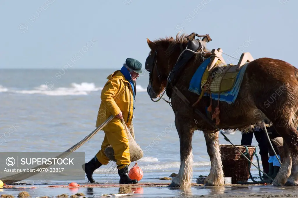 Shrimper with Draught Horse Equus caballus} bringing catch ashore, North Sea, Belgium