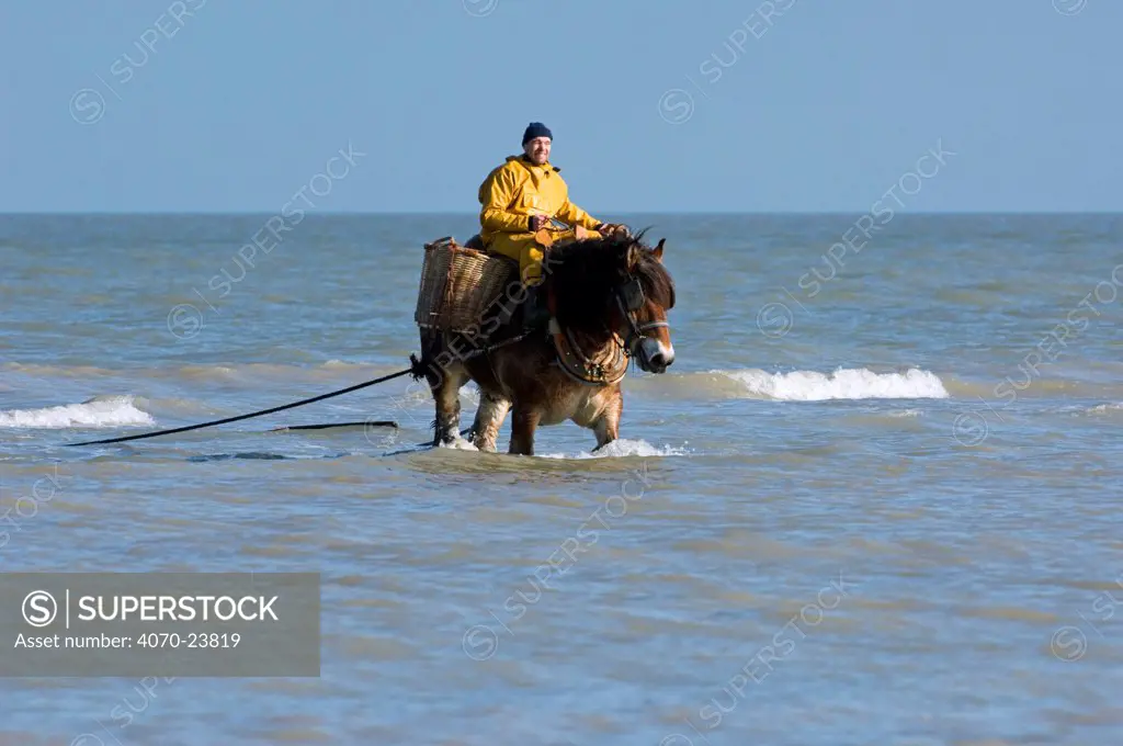 Shrimper on Draught Horse Equus caballus} dragging net along the North Sea coast, Belgium