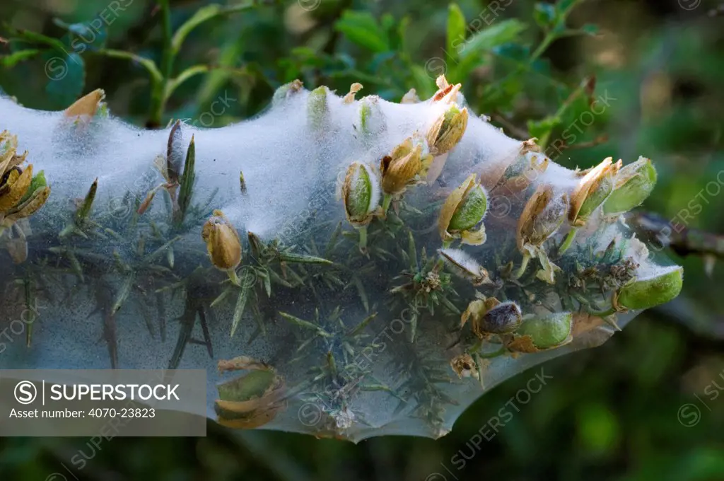 Gorse Ulex europaeus} covered in silken web of Yponomeutidae larvae Yponomeutidae sp}, La Brenne, France
