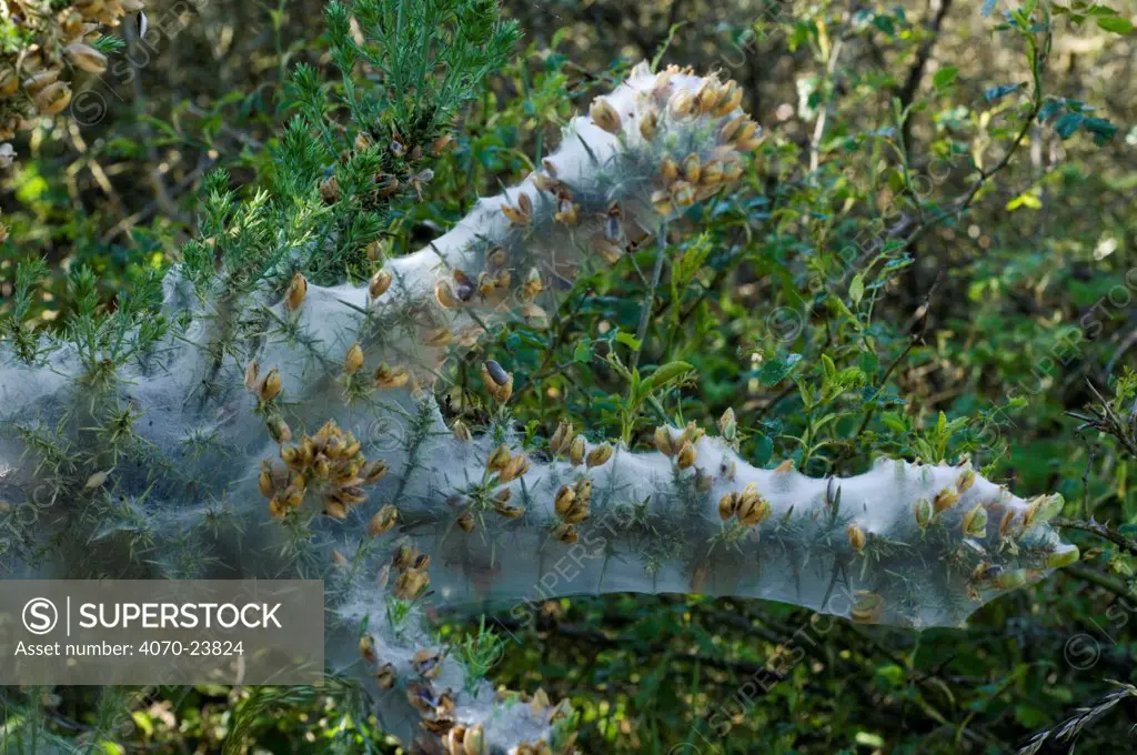 Gorse (Ulex europaeus) covered in silken web of Yponomeutidae moth larvae Yponomeutidae sp}, La Brenne, France