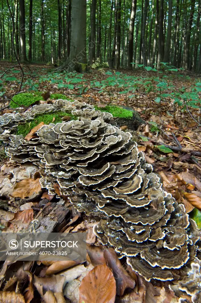 Many Zoned Polypore / Turkeytail bracket fungus Coriolus versicolor} in broadleaf forest, Belgium