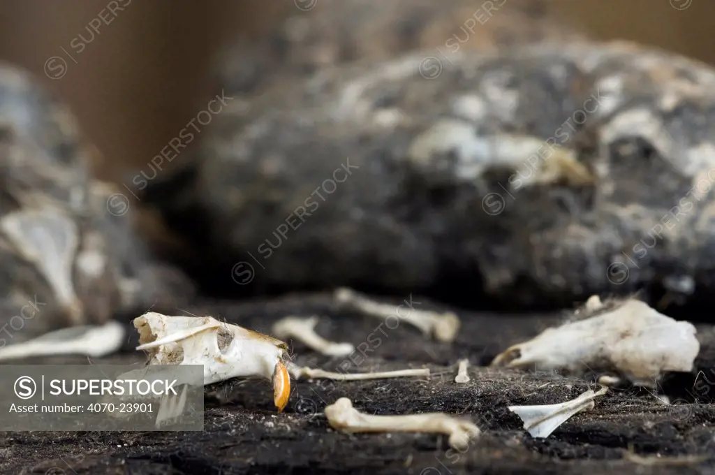 Barn owl (Tyto alba) regurgitated pellets showing close-up detail of mouse skull, hair and bones found inside. Belgium